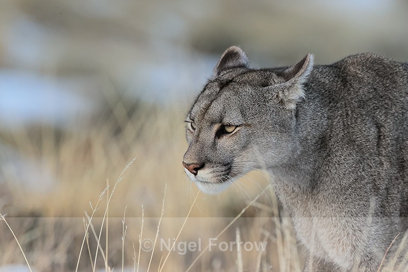 Puma Escacha close side portrait, Torres del Paine, Chile - Puma