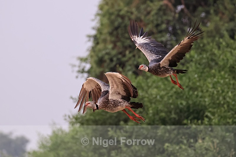 Two Southern Screamers in flight, Pantanal, Brazil - Southern Screamer