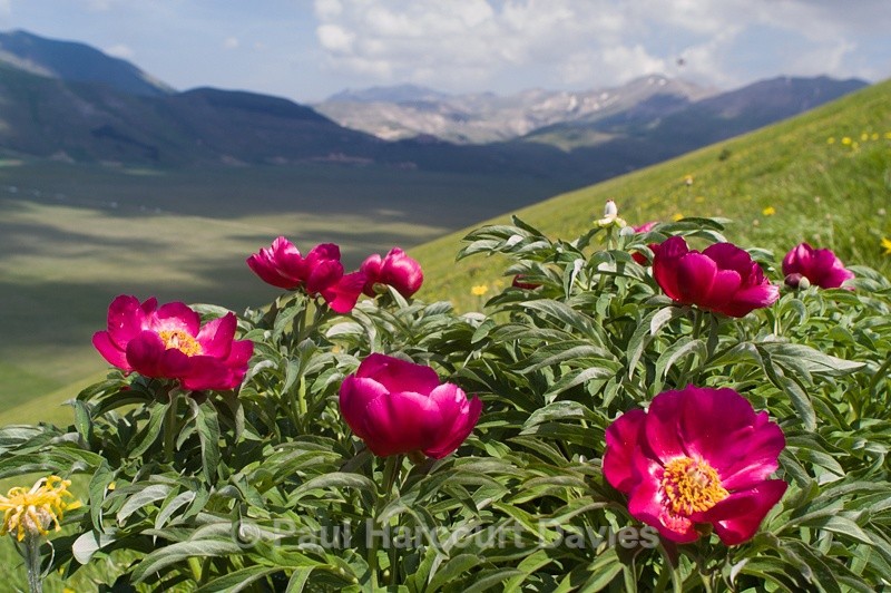  - Plants: wide-angle