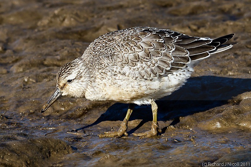 Knot (Calidris canutus) - LRPS Panel
