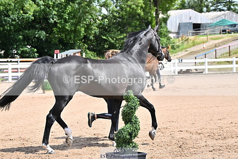 240718A-105241-01023 - Trot Up 11am to 12pm