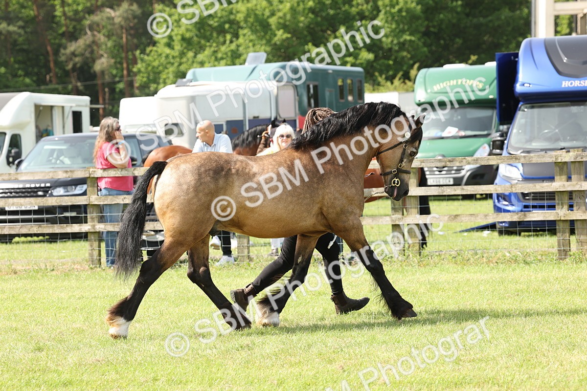 SBM_02289 - Class 6-13 - Mountatin and Moorland In Hand Welsh Breeds