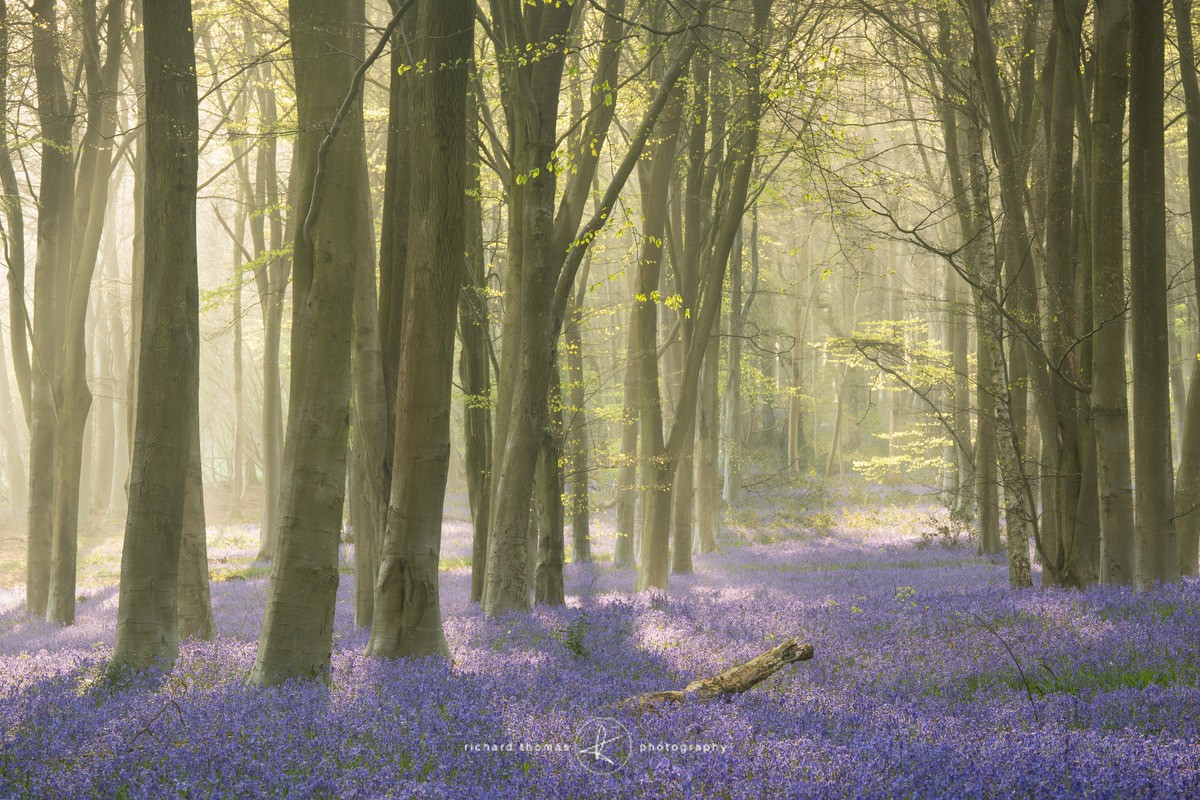 Violaceous morning - BlueWood