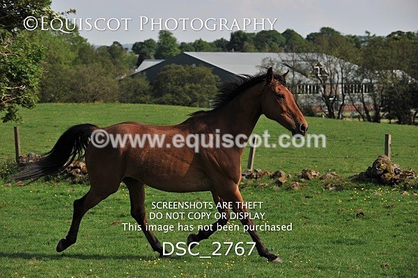 DSC_2767 - ARCHIVE REQUEST - Quincy and Guinness