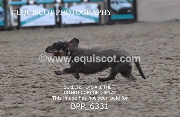 BPP_6331 - CARLA DOGS