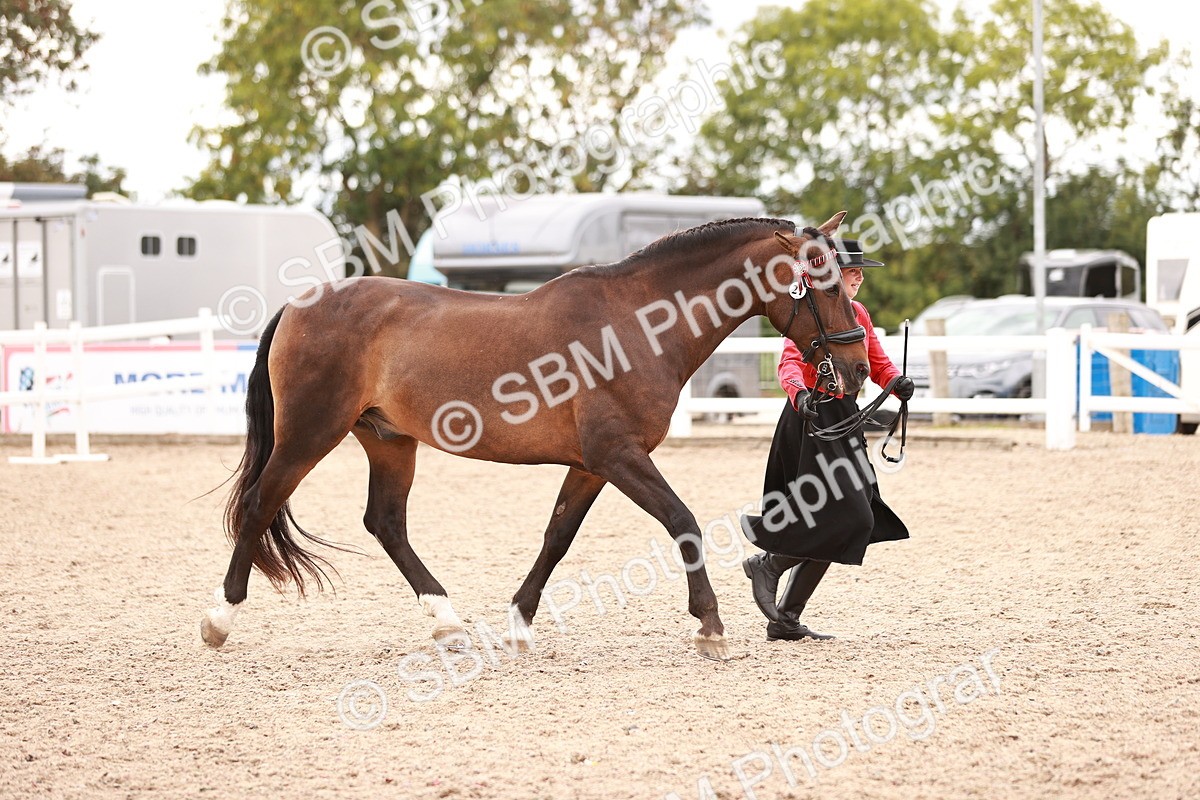 SBM_16898 - Class 415 - Horse-Pony Judge would most like to take home