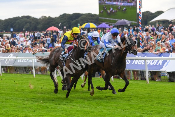 240823-Race 3-Ropey Guest-0387 - Race 3 3.00pm Clipper Handicap