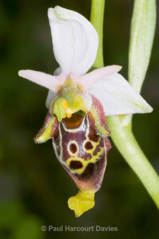 Late Spider Orchid (Ophrys fuciflora) - Orchids - Ophrys