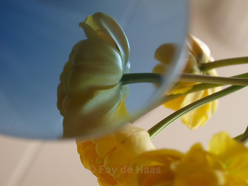  - Spring's Delights