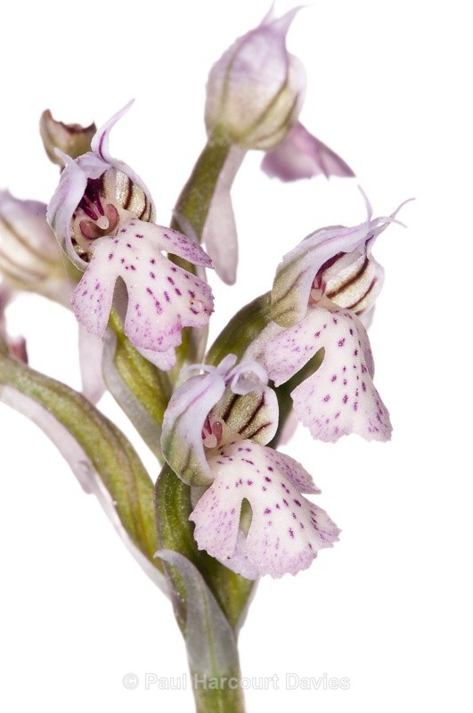  - WB: Orchids - Orchis