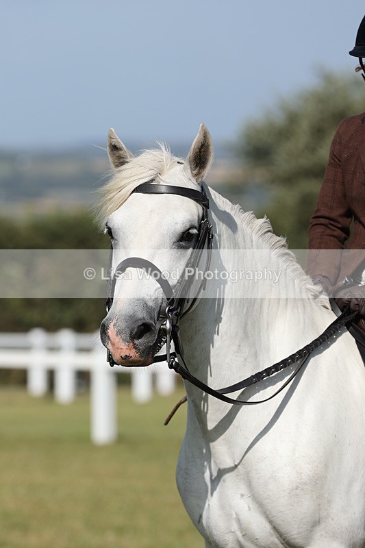 JPP_2977 - Class 20: Working Hunter 70cm