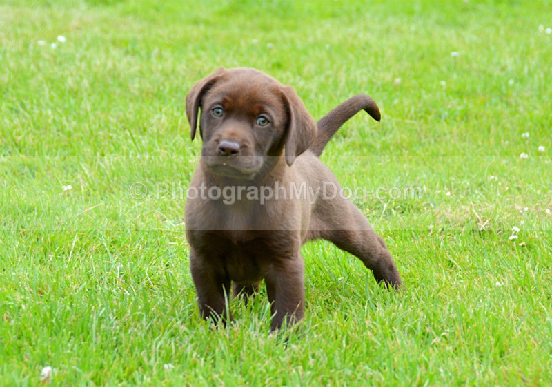  - Chocolate Labradors