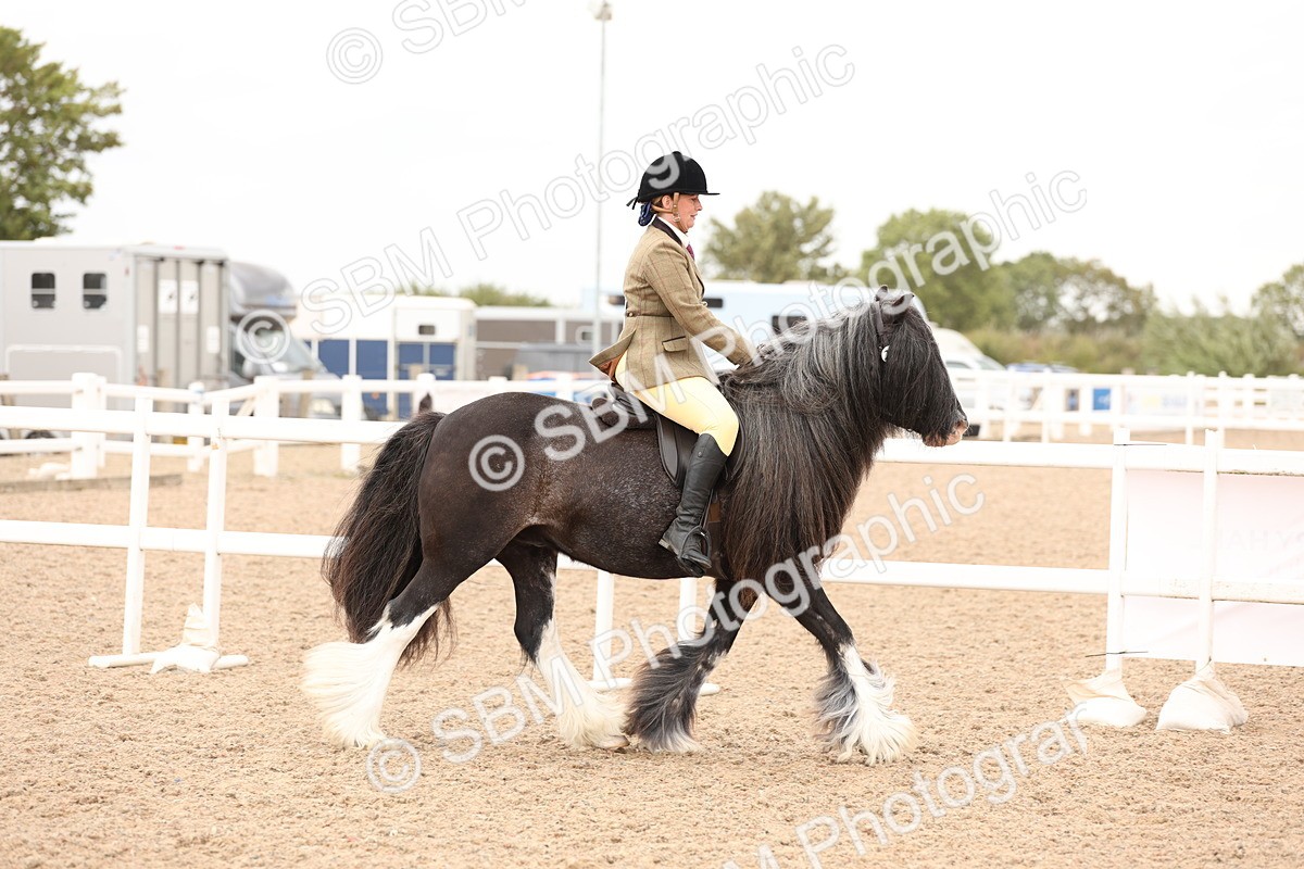 SBM_19648 - Class 216 - Ridden Traditional - Native Cob