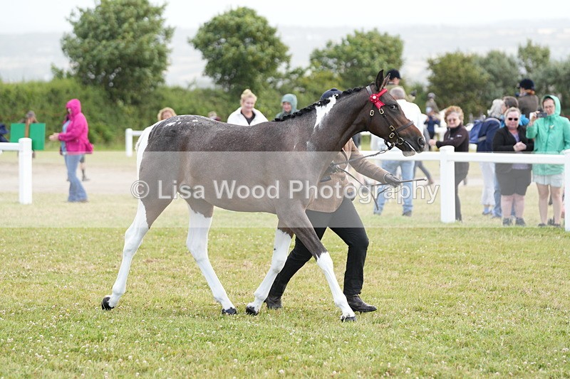 DSC06215 - Class 54: Hunter/Riding Horse/Hack 1 & 2 yr olds