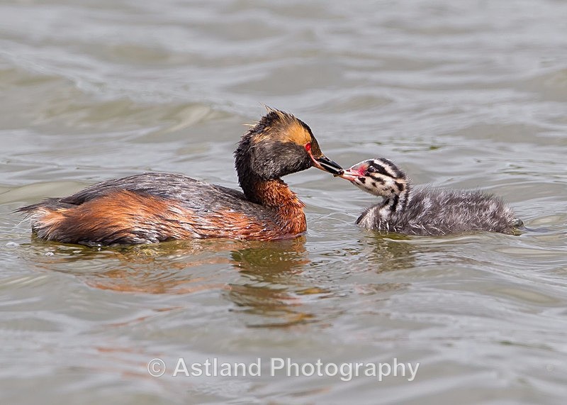 Astland Photography, Bird and Wildlife Images, Susan and Peter Wilson, U.K.