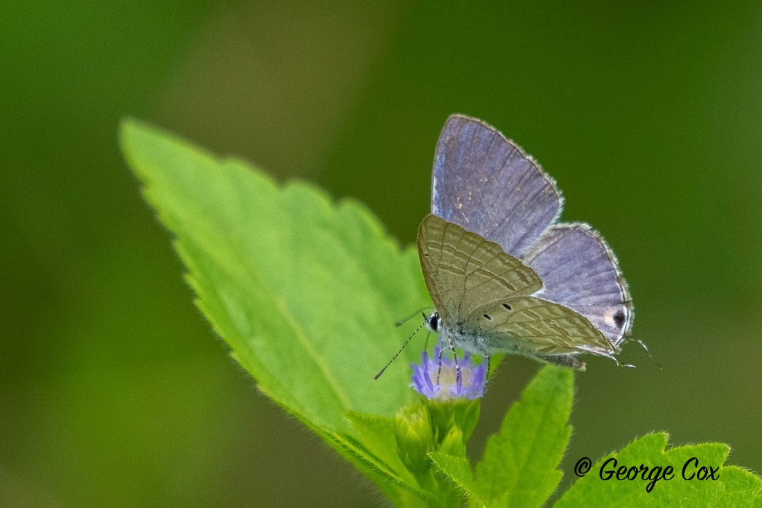 Forget-me-not - Sri Lanka