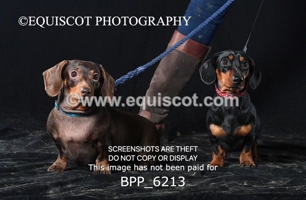 BPP_6213 - LESLEY GRANGER DOGS