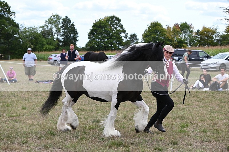WJ6_5507 - Class 18 In-hand Coloured