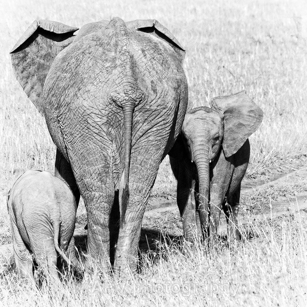 CAMERA SHY... - SAFARI - KENYA