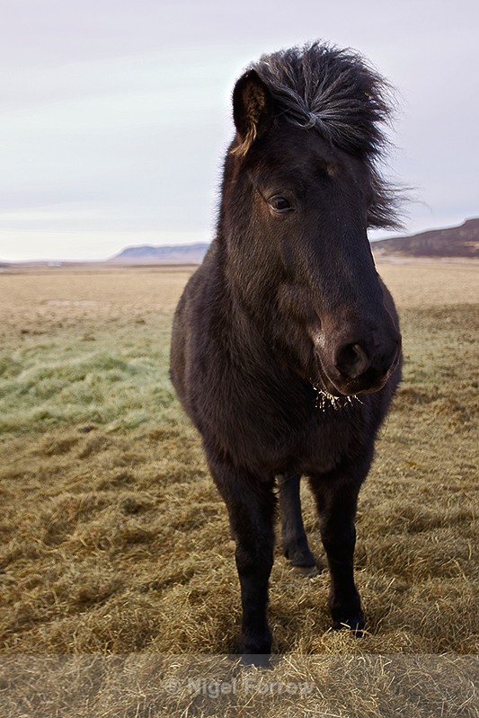 Icelandic Horse - Iceland