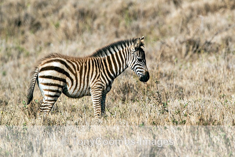 Plains Zebra foal - Lewa ~ Other Mammals