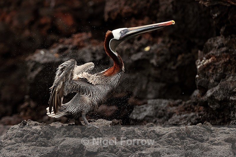 Brown Pelican shaking itself, Champion Islet, Floreana, Galapagos - Brown Pelican