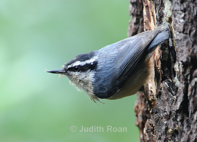 Red-breasted Nuthatch - Backyard Birds of Mercer Island