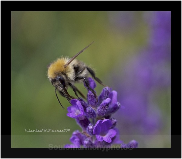 Honey Bee... - Invertebrate's Macro