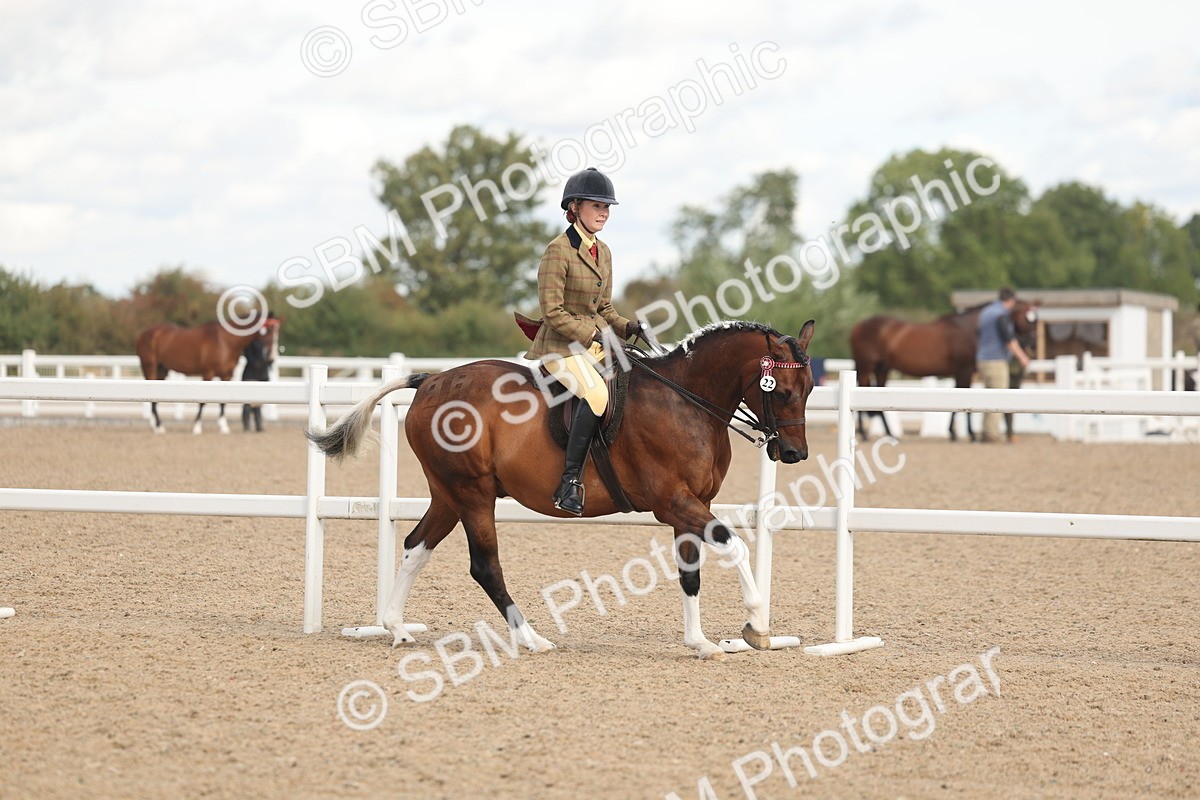 SBM_14647 - Class 307 - Ridden Coloured Pony