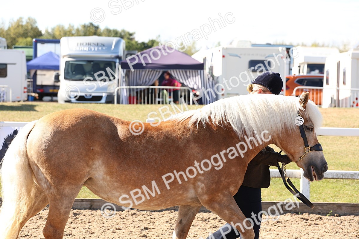 SBM_12862 - Class 206 - IH Non Show Type Pony