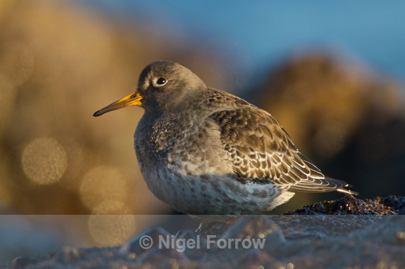 Purple Sandpiper keeps an eye on the skies above - Purple Sandpiper