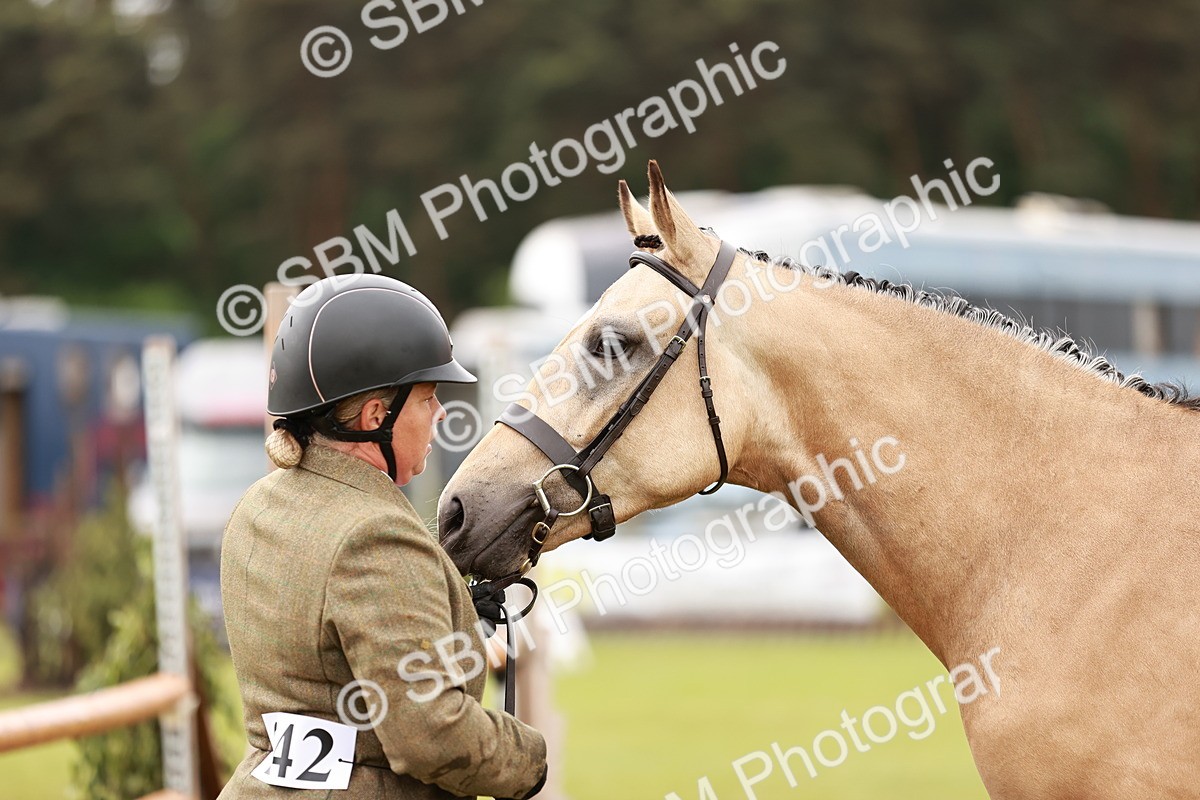 SBM_00703 - Class 26-30 Sport Horse In Hand