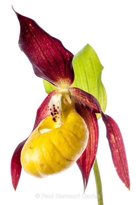  - WB: Orchids - Various