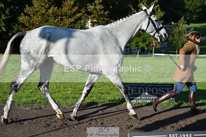 231022-095354-22096 - 630-ST.TROPEZ-Lizzie.Luxton-TrotUp+SJ