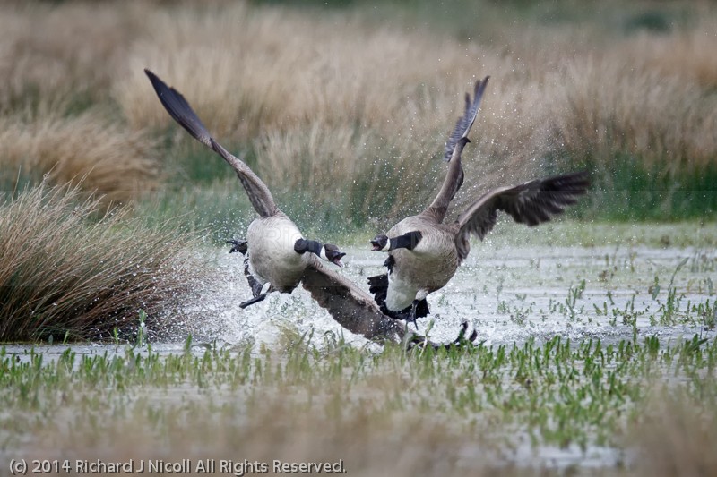Canada Geese (Branta canadensis) fighting - Canada Goose (Branta canadensis)