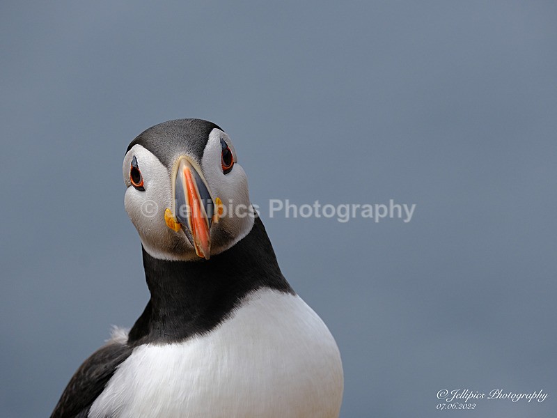  - Wildlife and Nature