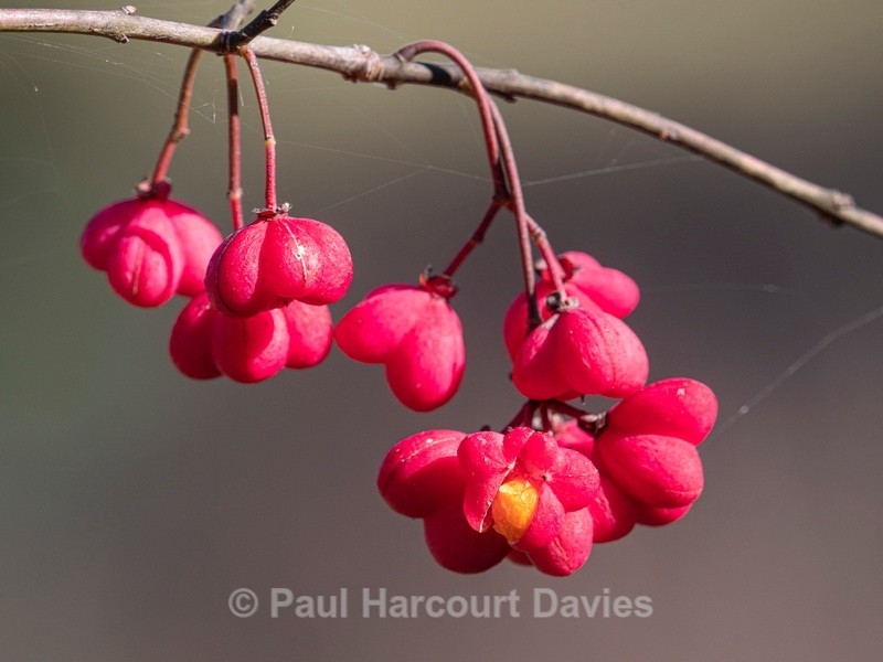 Spindle tree (Euonymus europaeus) - Autumn Colours 2020