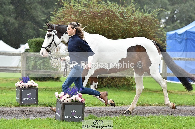 231018-122414-00266 - 033-COUNTRY.TIGER.LILLY-Milla.Read-TrotUp