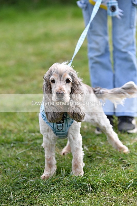 WJ5_0214 - Class 5 Best Veteran / 7 years & over