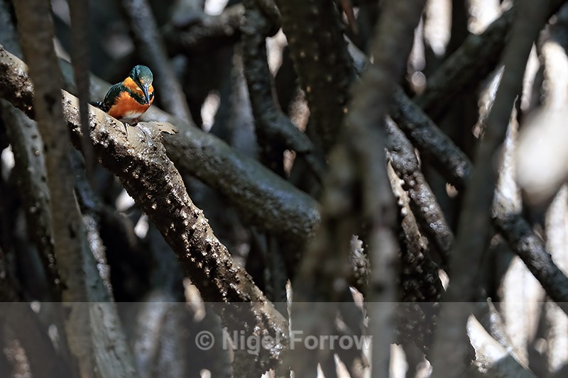 American Pygmy Kingfisher, Sierpe River, Costa Rica - American Pygmy Kingfisher