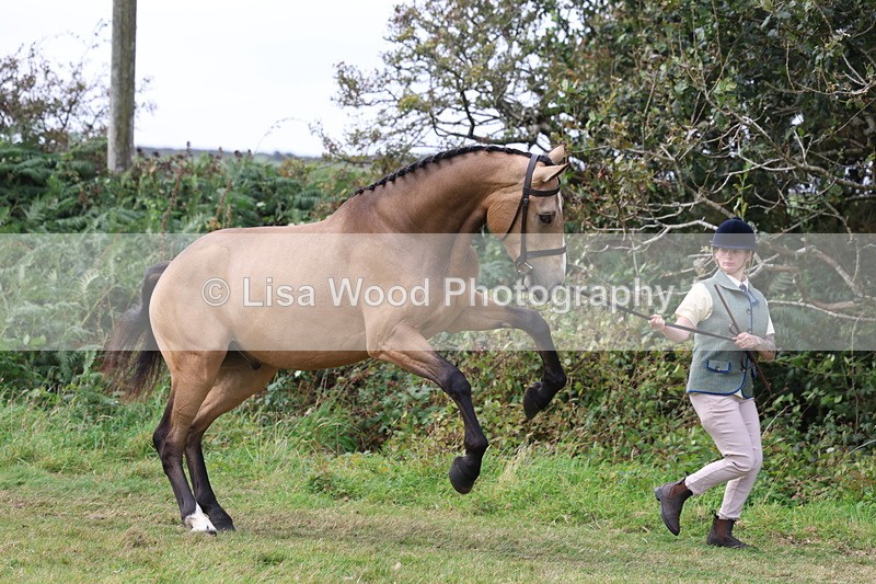 3E7A5491 - Class 20: Sports Horse In Hand