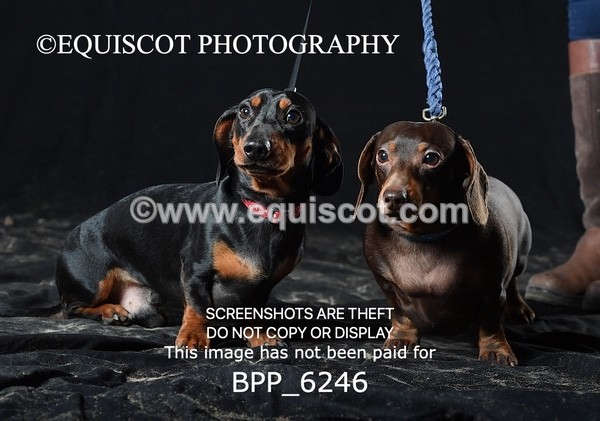 BPP_6246 - LESLEY GRANGER DOGS