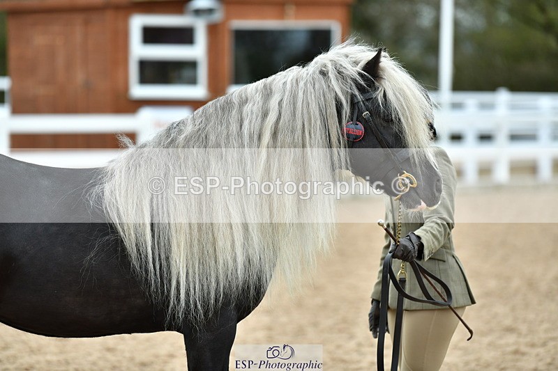 230416A-114645-04195 - Cls 47 In Hand Racehorse to Showhorse