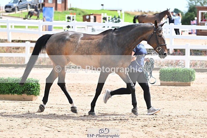 240717A-144639-02284 - Trot Up 2pm to 3pm - This folder is not in time order