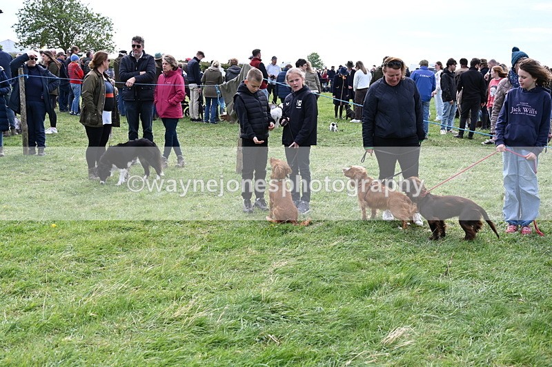 WJ6_8745 - Class 8 Best Working / Gun Dog or Bitch