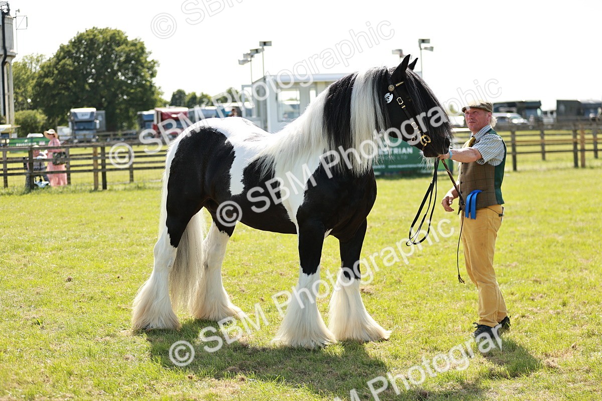 SBM_08903 - Class 63-65 - Traditional Gypsy Cobs In Hand & Ridden