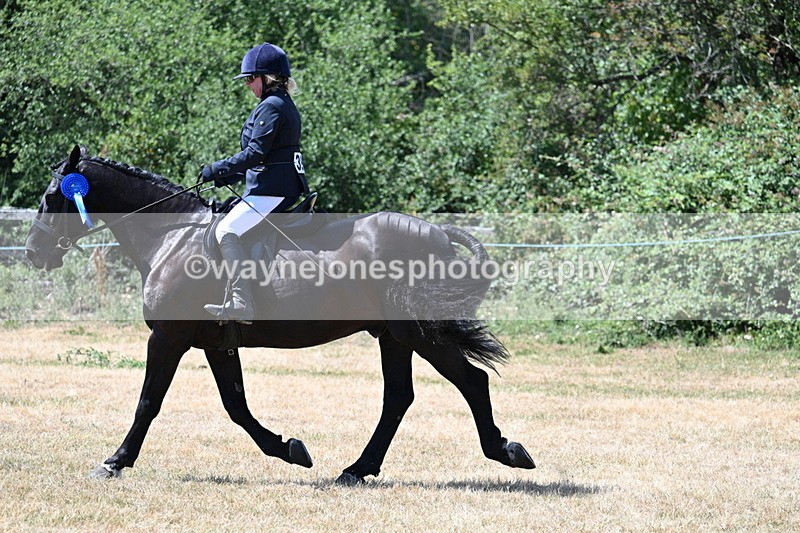 WJ7_3221 - Class 7 Riding Club Show Horse