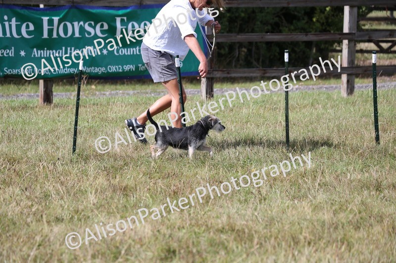 20260906-3404 - Class 34 - Dog Agility