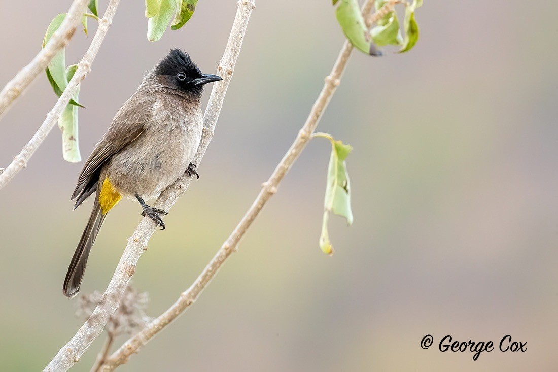 Bird Dark Capped Bulbul - South Africa - Limpopo