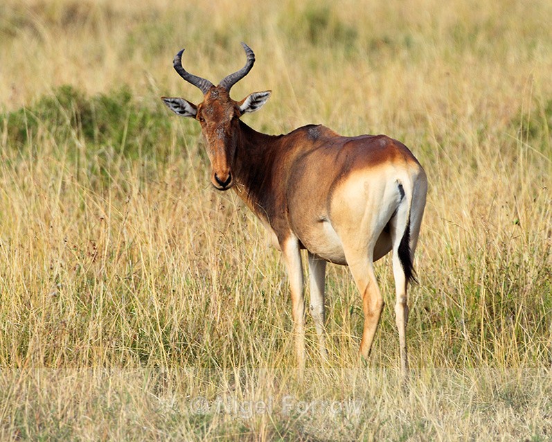 Coke's Hartebeest grazing in the Masai Mara - Antelope